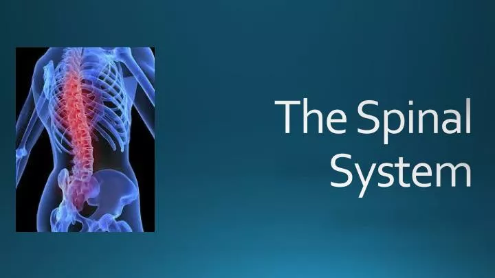 the spinal system