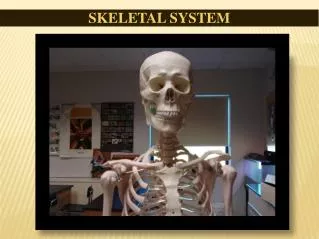 SKELETAL SYSTEM