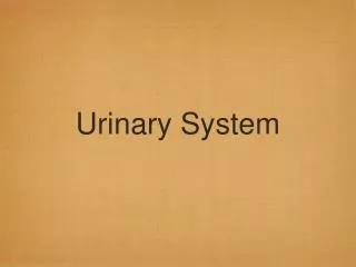 Urinary System