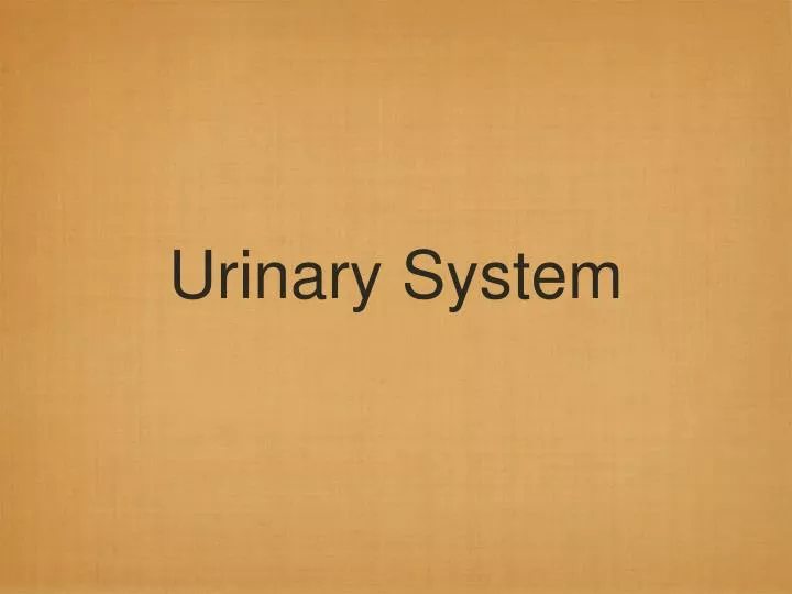 urinary system