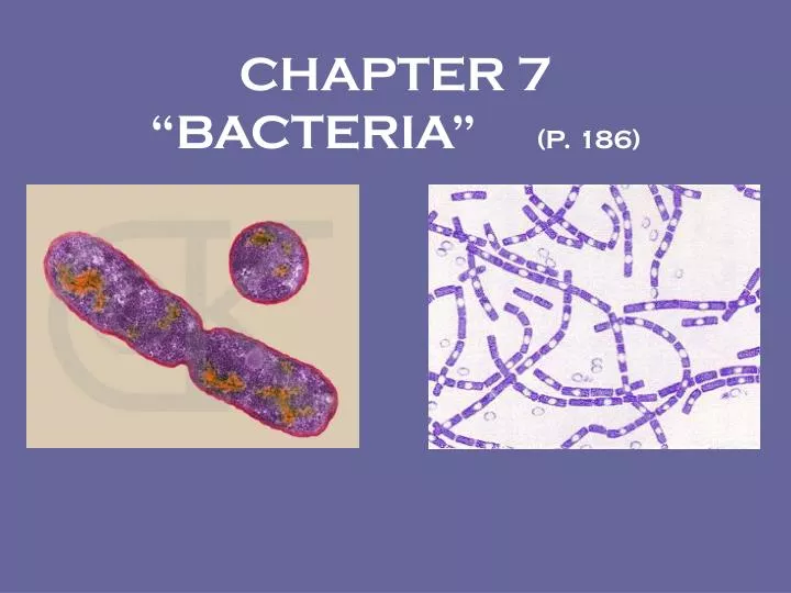 chapter 7 bacteria p 186