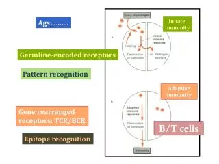 Germline-encoded receptors