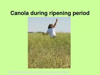 Canola during ripening period