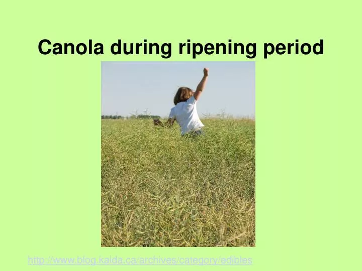 canola during ripening period