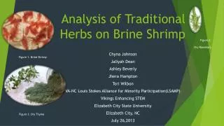 Analysis of Traditional Herbs on Brine Shrimp