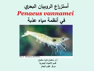 penaeus vannamei