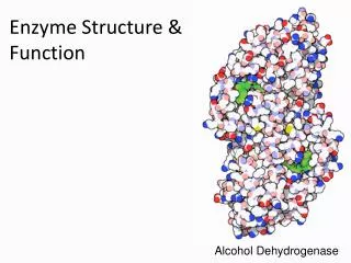 Enzyme Structure &amp; Function