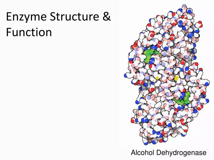 enzyme structure function