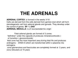 THE ADRENALS