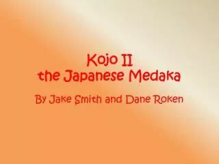 Kojo II the Japanese Medaka