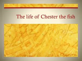 The life of Chester the fish