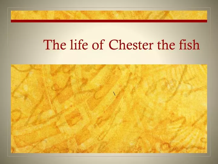 the life of chester the fish