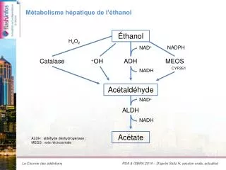 m tabolisme h patique de l thanol