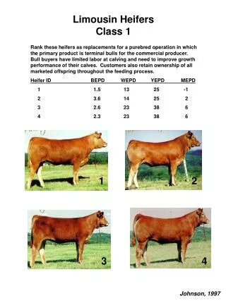 Limousin Heifers Class 1