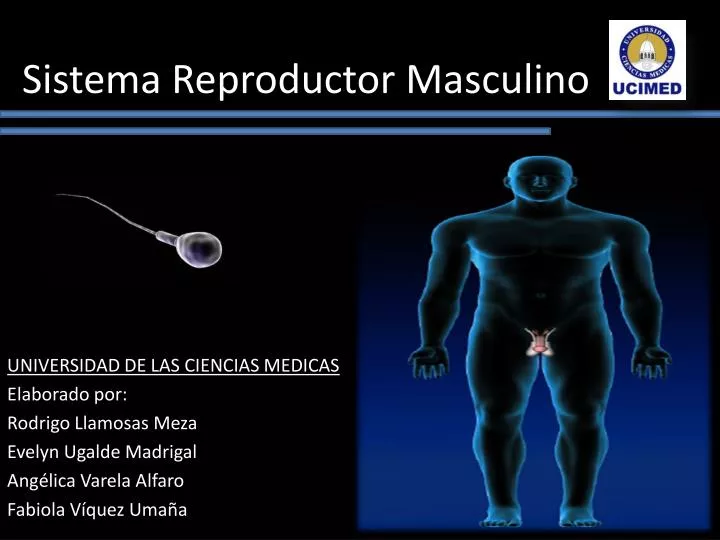 sistema r eproductor masculino