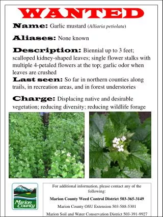 WANTED Name: Garlic mustard ( Alliaria petiolata ) Aliases: None known