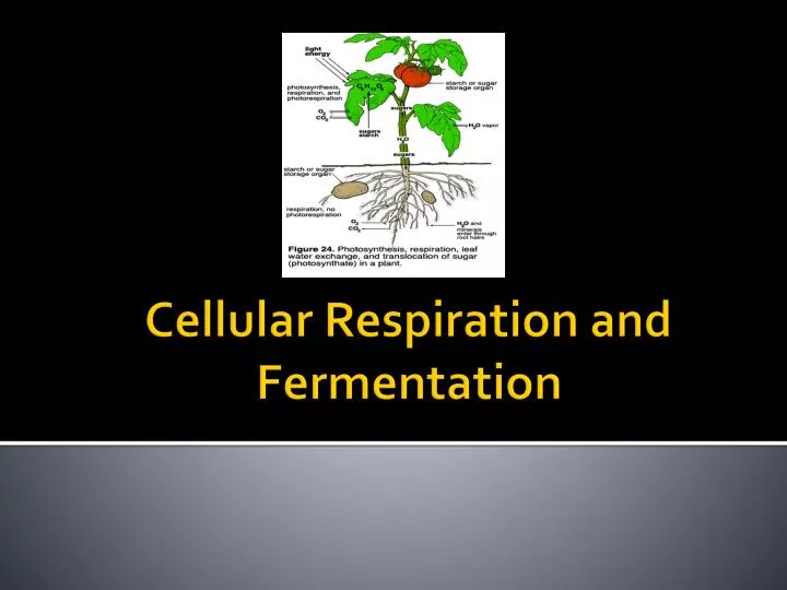 cellular respiration and fermentation