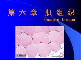 muscle tissue