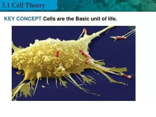 KEY CONCEPT Cells are the Basic unit of life.
