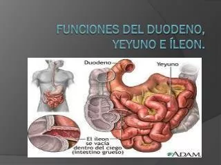 funciones del duodeno yeyuno e leon