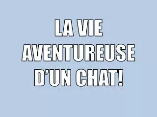 la vie aventureuse d un chat