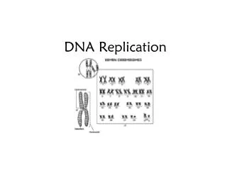 DNA Replication