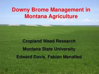 Downy Brome Management in Montana Agriculture