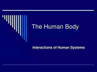 the human body