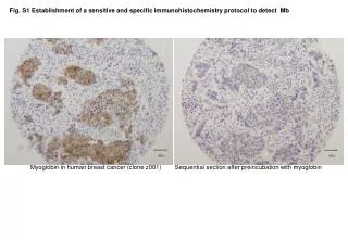 Fig. S1 Establishment of a sensitive and specific immunohistochemistry protocol to detect Mb