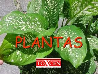 plantas