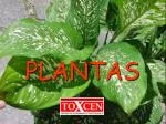 PLANTAS - slide 1