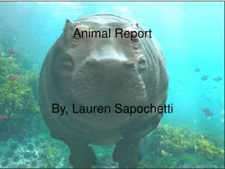 Animal Report By, Lauren Sapochetti