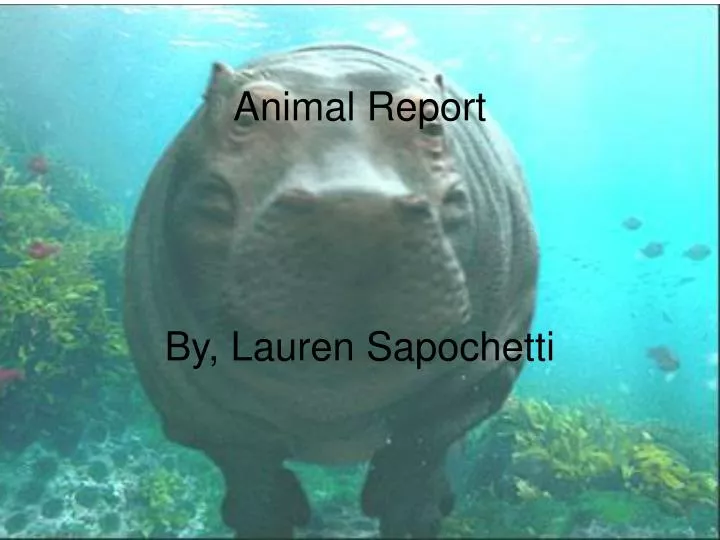 animal report by lauren sapochetti
