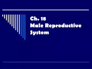 Ch. 18 Male Reproductive System