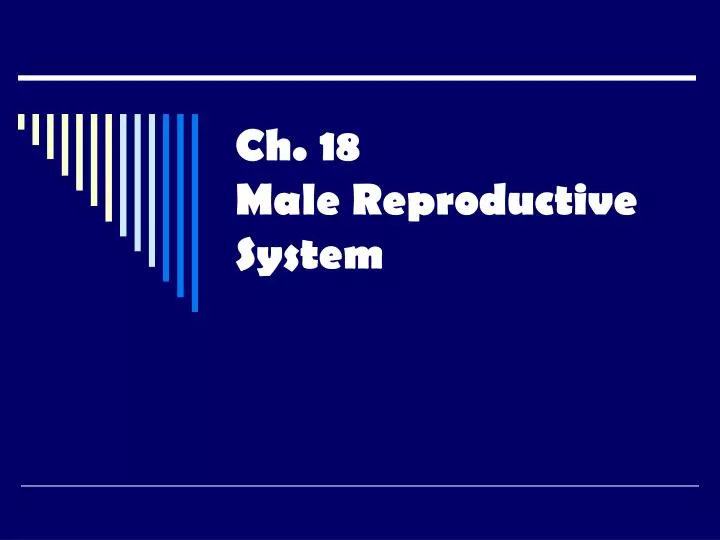 ch 18 male reproductive system