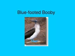 Blue-footed Booby