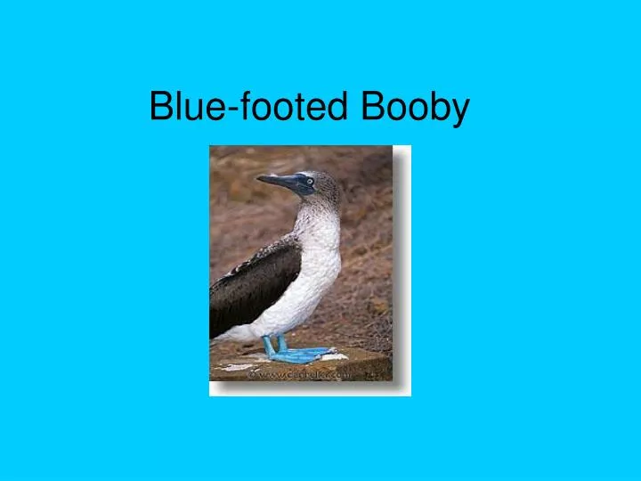 blue footed booby