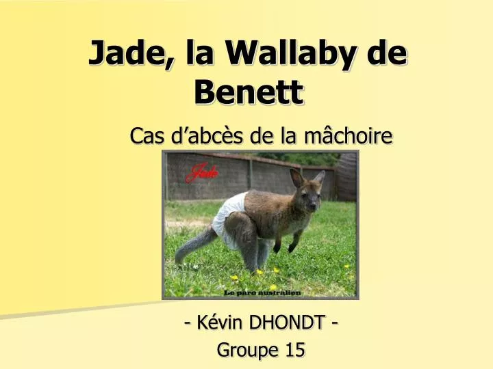jade la wallaby de benett