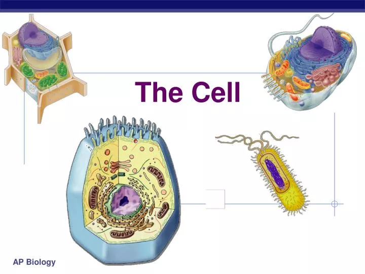 the cell