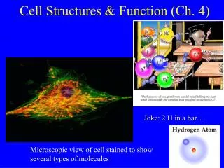 Cell Structures &amp; Function (Ch. 4)
