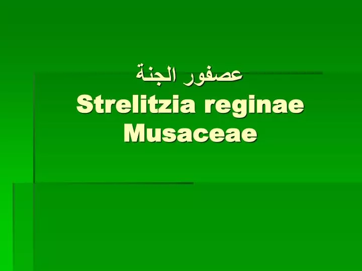 strelitzia reginae musaceae