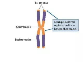 mun/biology/scarr/iGen3_05-03.html