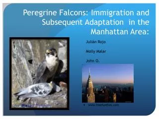 Peregrine Falcons: Immigration and Subsequent Adaptation in the Manhattan Area: