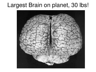 Largest Brain on planet, 30 lbs!