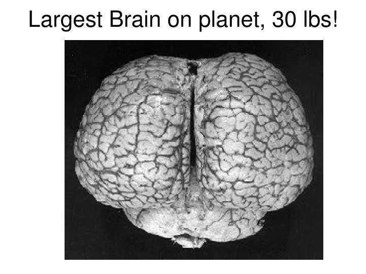 largest brain on planet 30 lbs