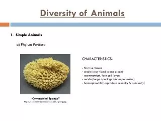 Diversity of Animals