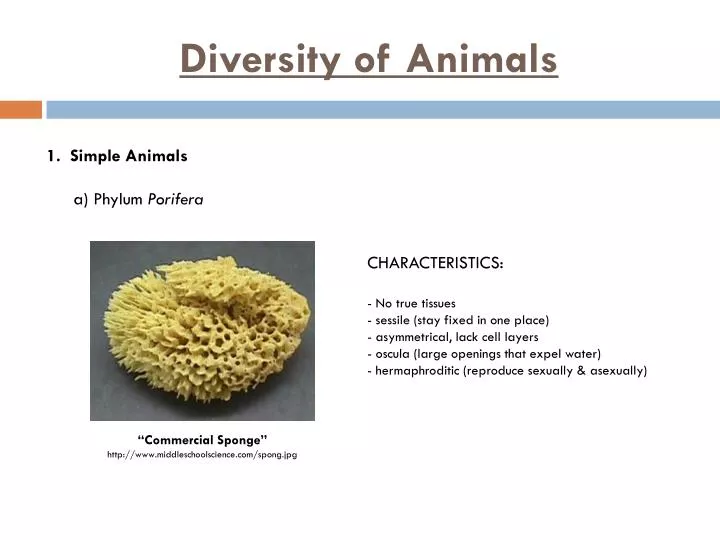 diversity of animals