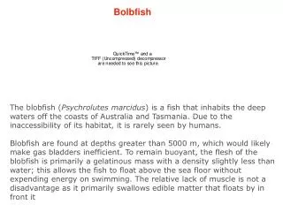 Bolbfish
