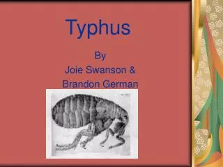 Typhus