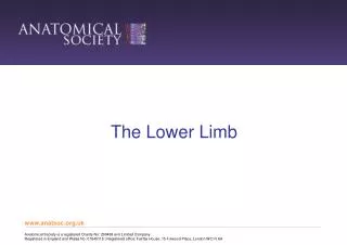 The Lower Limb